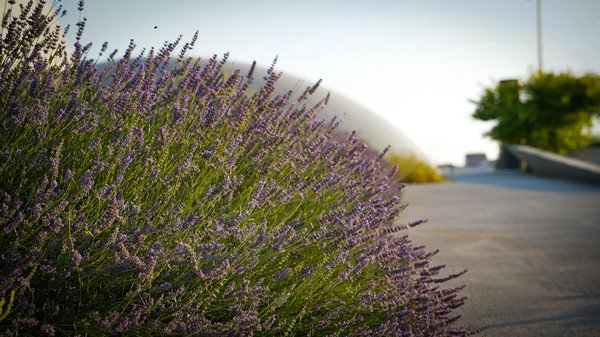 Guide d'Achat : Quelle Tondeuse Choisir pour Votre Jardin en 2025 ?